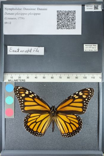 Media type: image;   Entomology 164937
